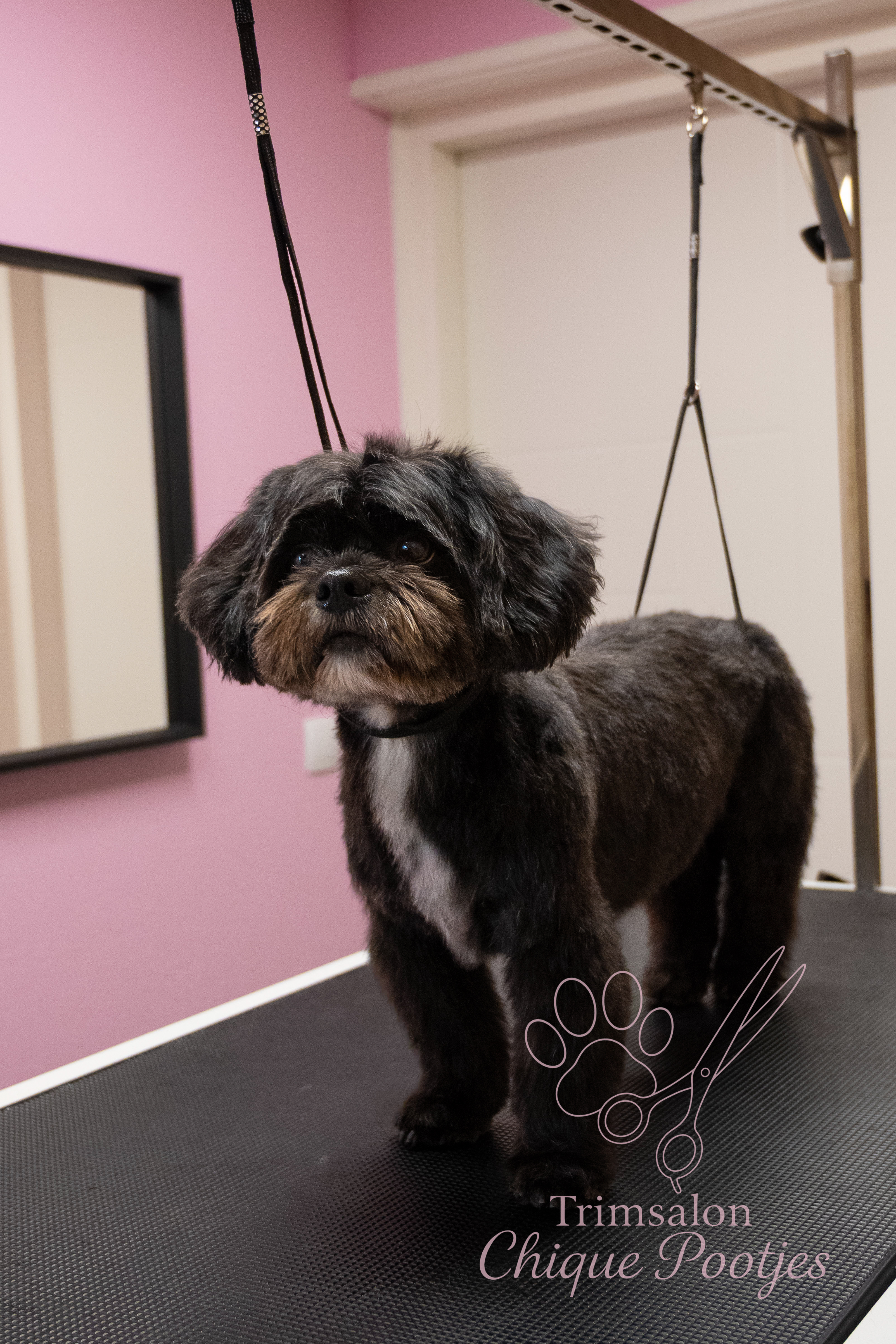 Hond trimsalon chique pootjes zwolle