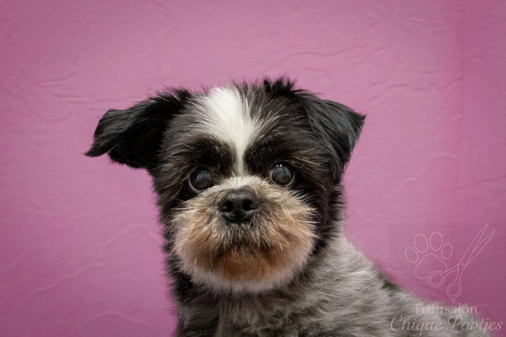 Senior hond trimmen